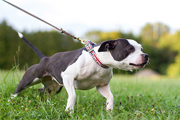 chien-tire-laisse